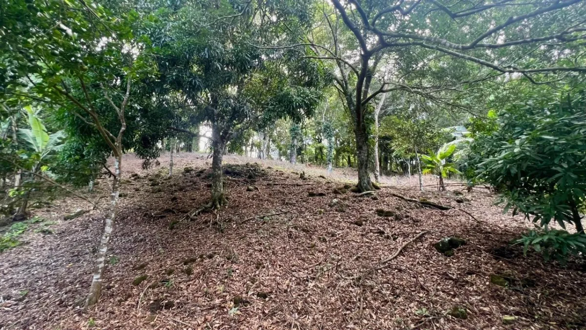 LARGE MOUNTAIN LAND IN LA LAGUNA
