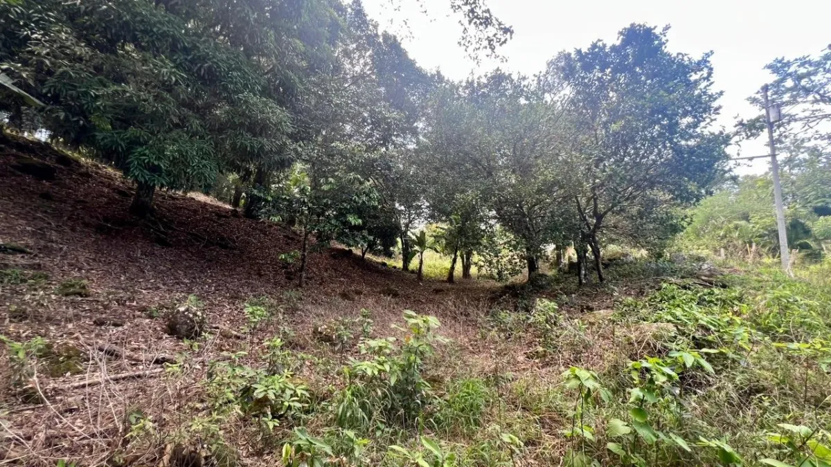 LARGE MOUNTAIN LAND IN LA LAGUNA