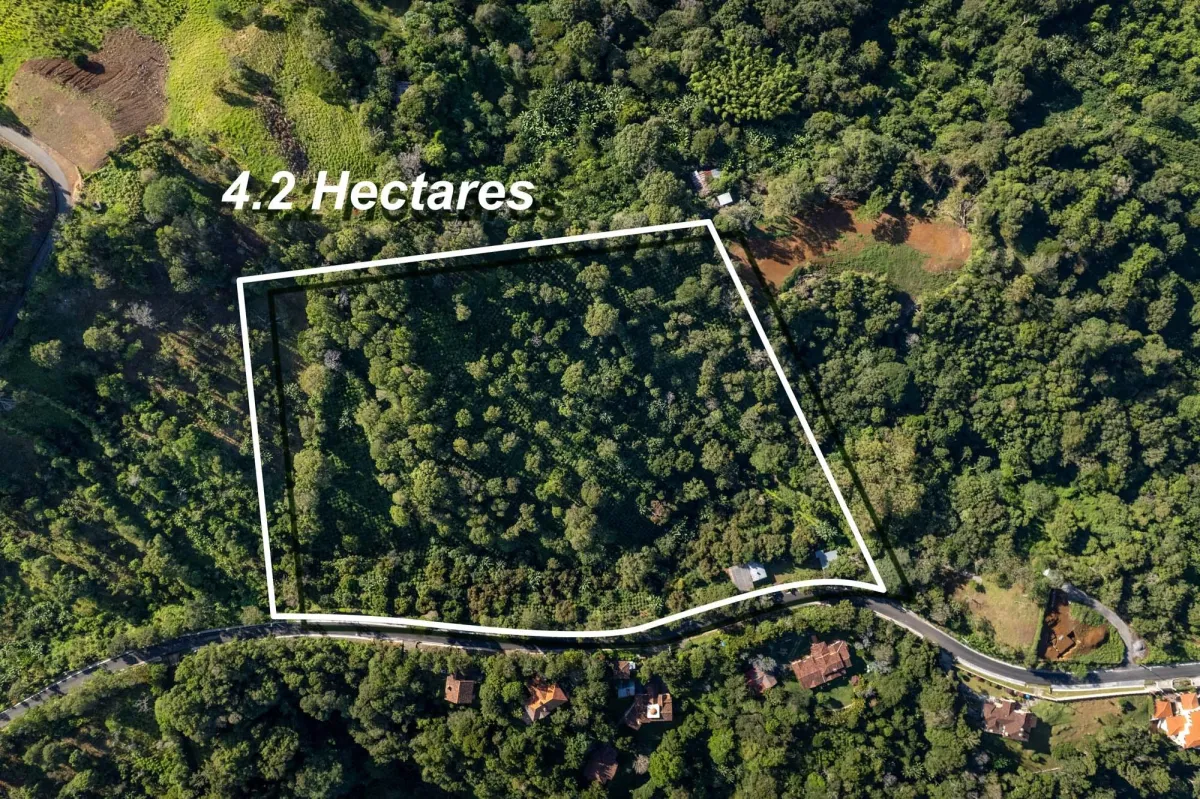Boquete Coffee & Avocado Farm w/ Volcán Barú Views