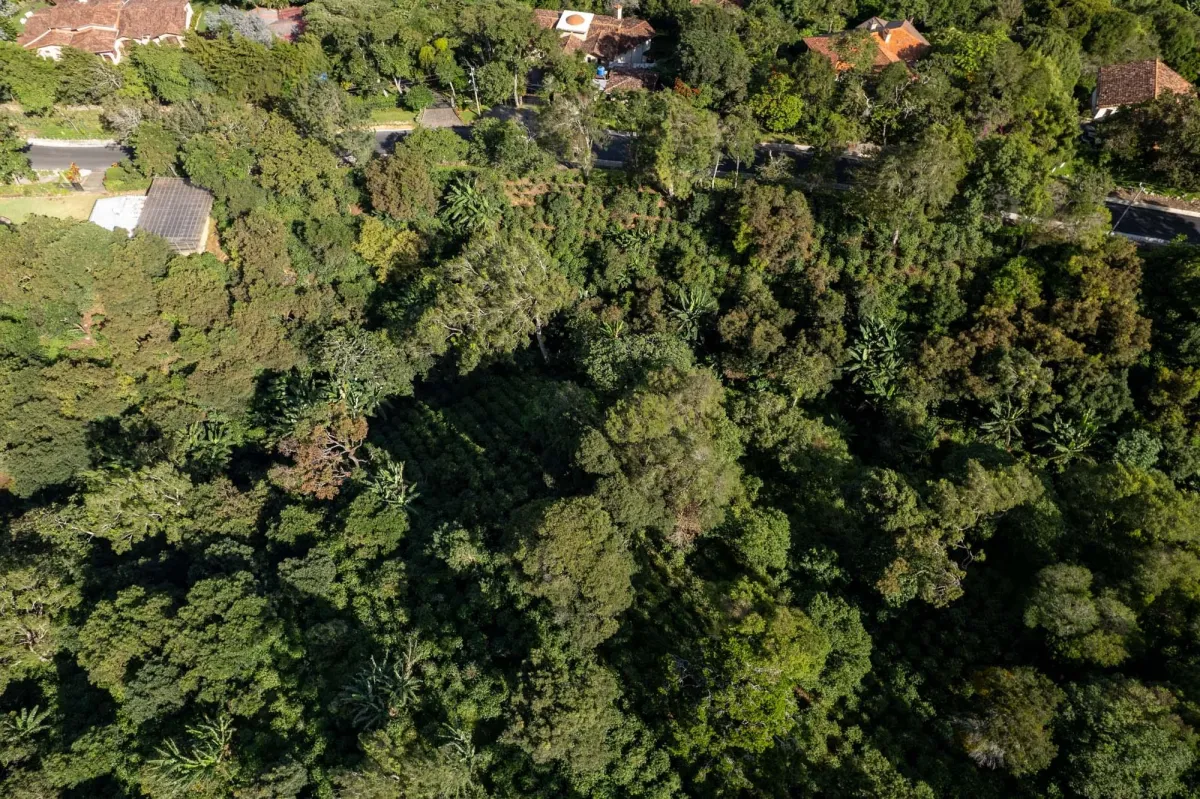 Boquete Coffee & Avocado Farm w/ Volcán Barú Views