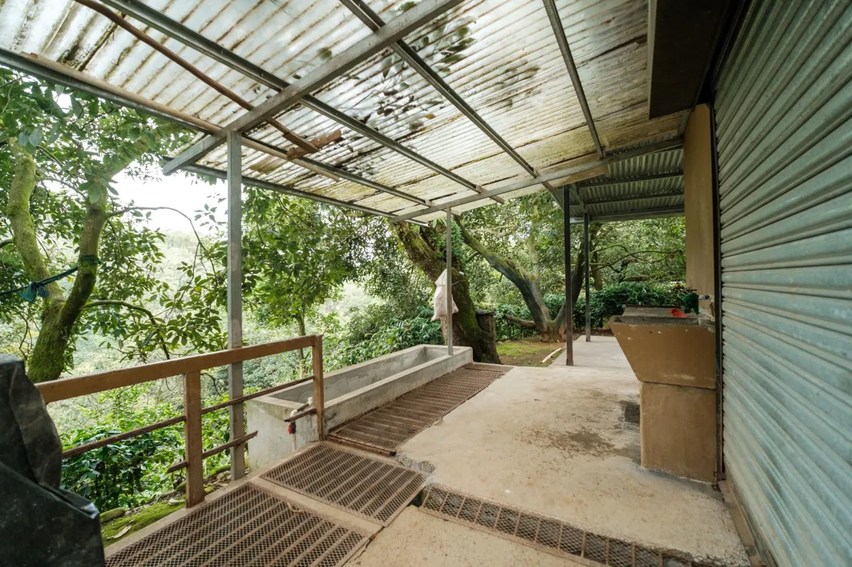 Boquete Coffee & Avocado Farm w/ Volcán Barú Views