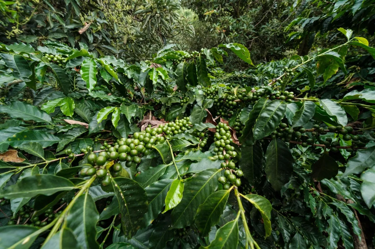 Boquete Coffee & Avocado Farm w/ Volcán Barú Views