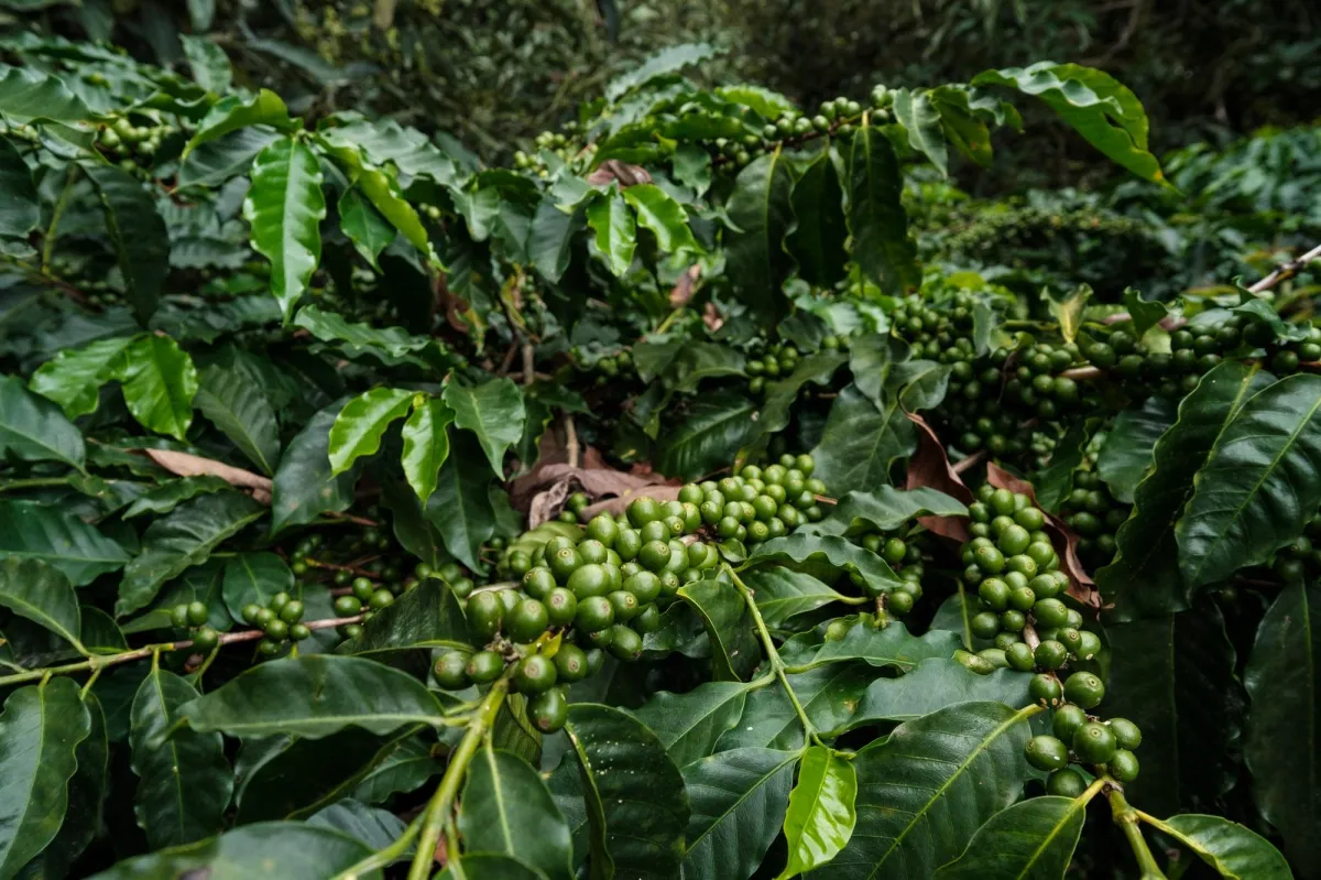 Boquete Coffee & Avocado Farm w/ Volcán Barú Views