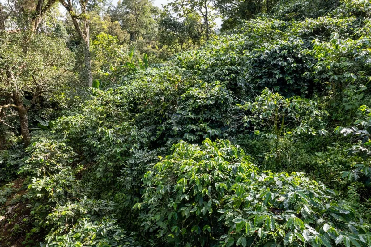 Boquete Coffee & Avocado Farm w/ Volcán Barú Views