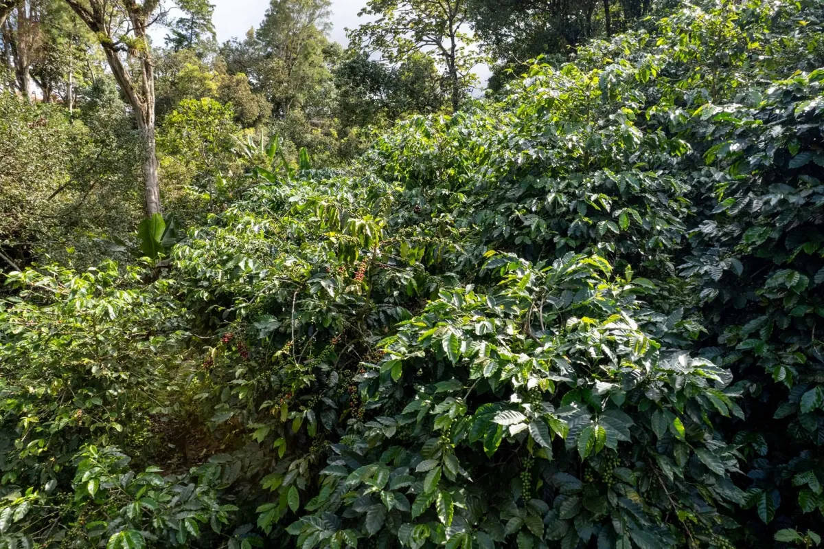 Boquete Coffee & Avocado Farm w/ Volcán Barú Views