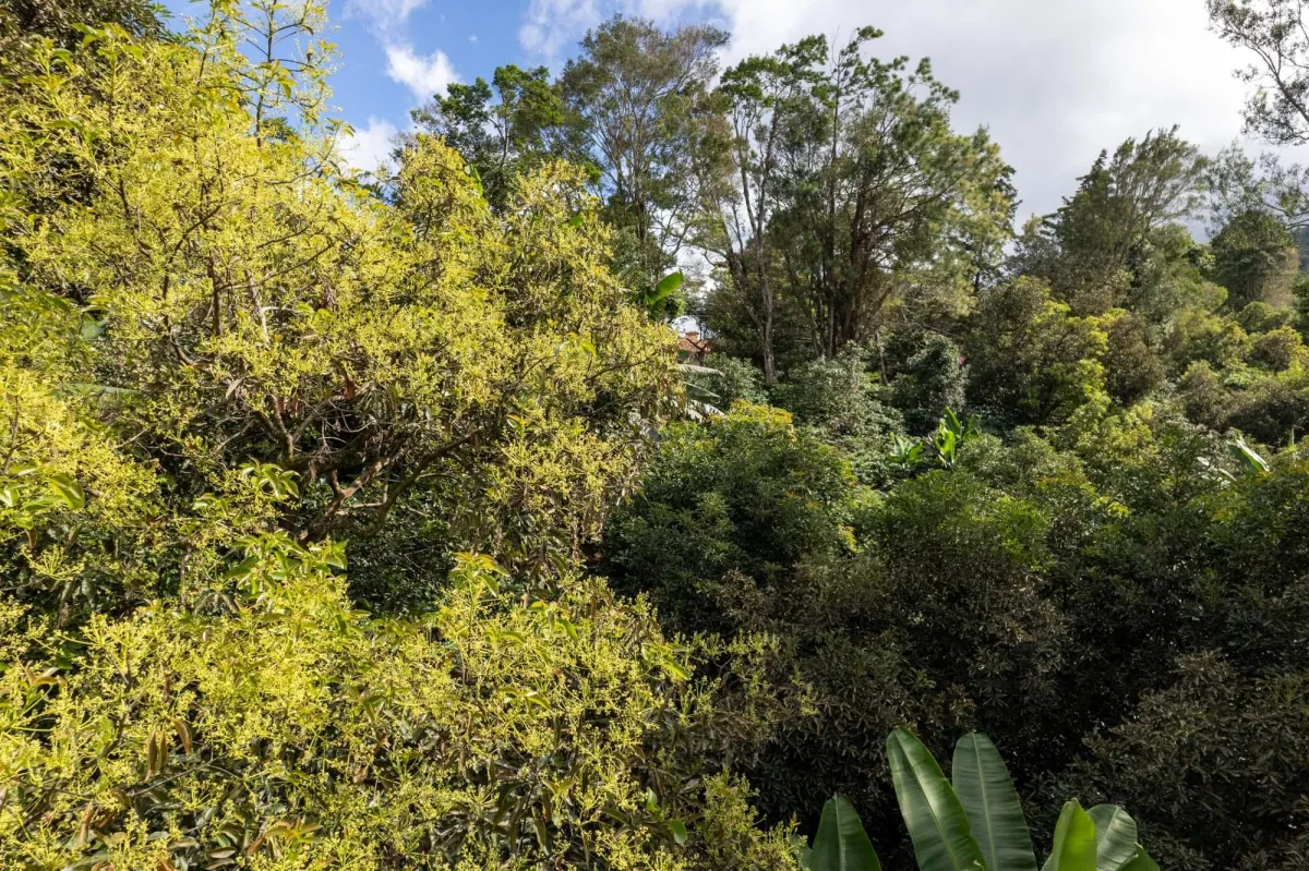 Boquete Coffee & Avocado Farm w/ Volcán Barú Views