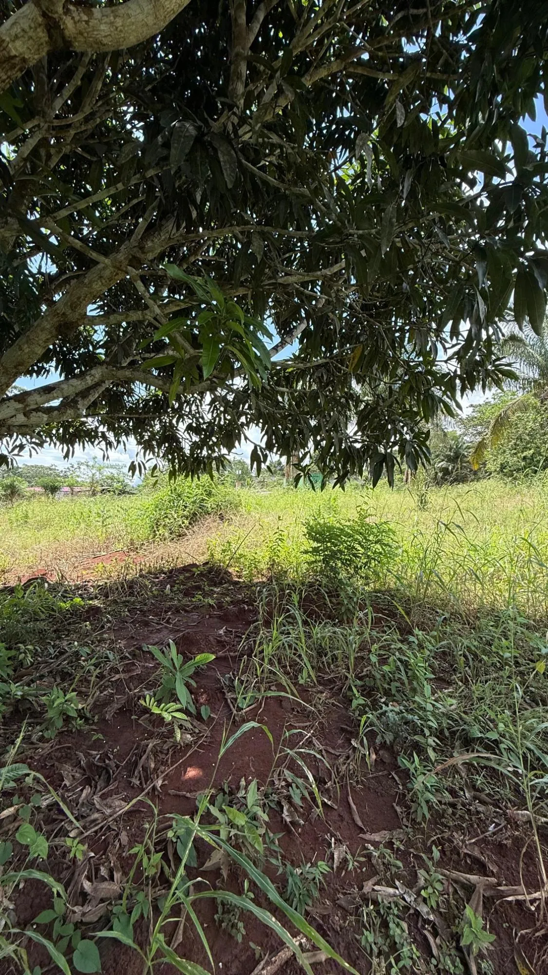 Excellent investment opportunity in Arraijan