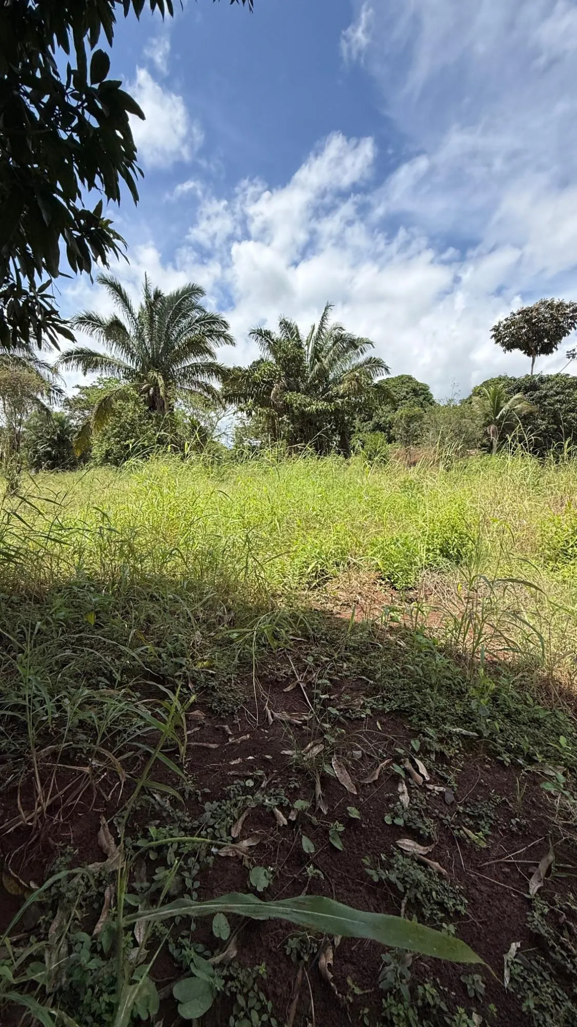 Excellent investment opportunity in Arraijan