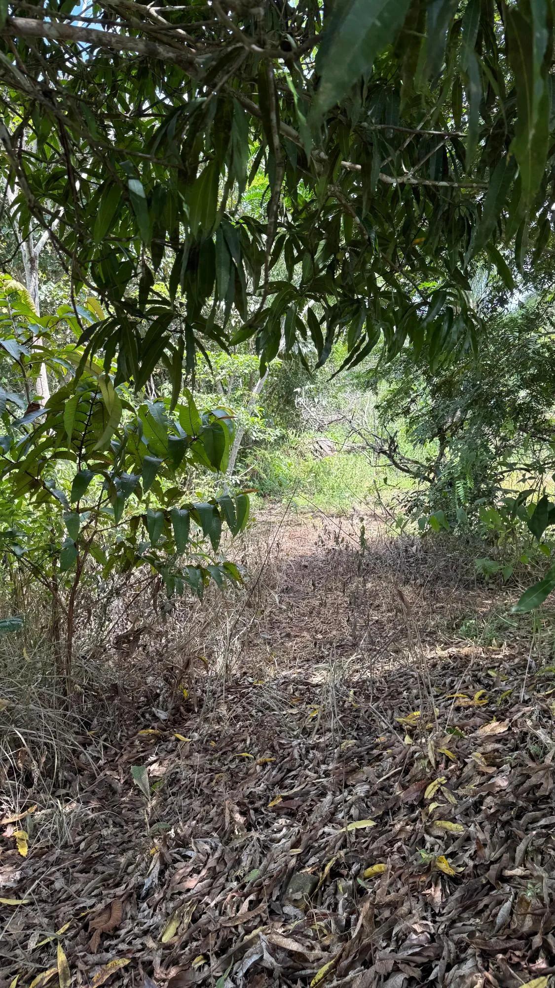 Excellent investment opportunity in Arraijan