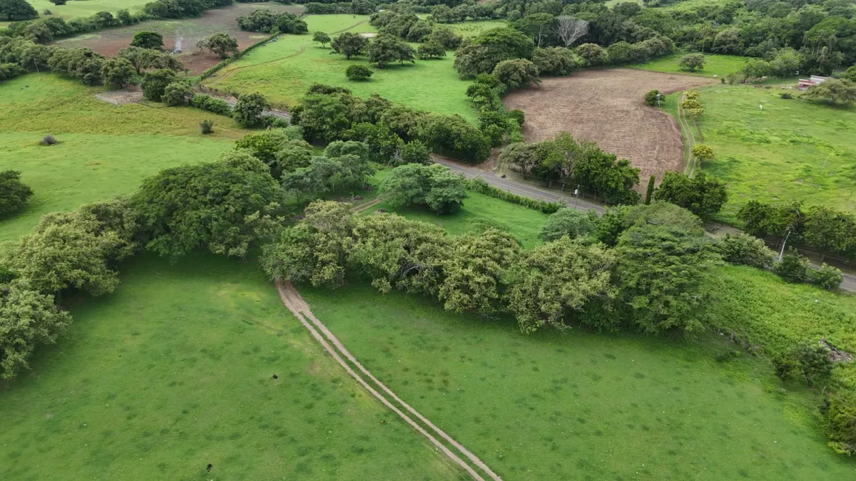 Venta Finca 9.8 Hectareas en Las Tablas