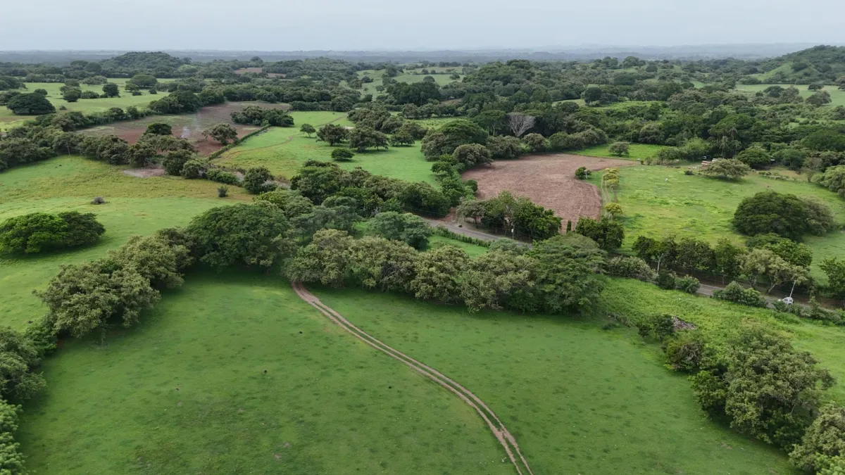 Venta Finca 9.8 Hectareas en Las Tablas