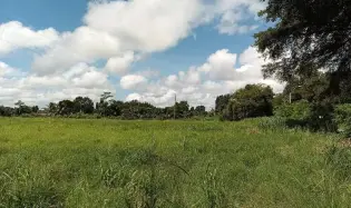 2,19 hectáreas de terreno agrícola llano en David