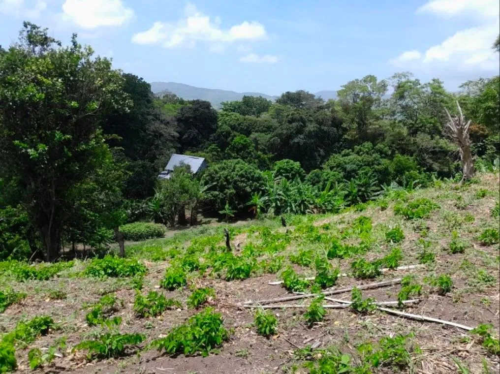 3+ HA en Capira