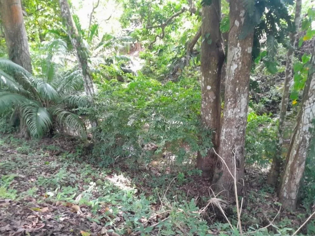 3+ HA en Capira