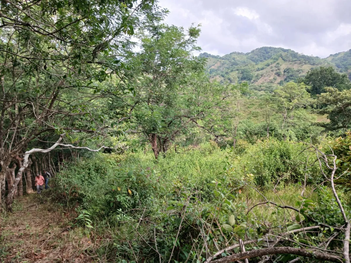 Vendo terreno 47 hectáreas San Miguel, Carriazo, Río Pacora Arriba