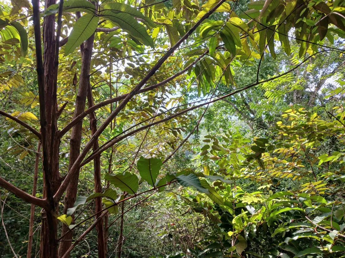 Vendo terreno 47 hectáreas San Miguel, Carriazo, Río Pacora Arriba