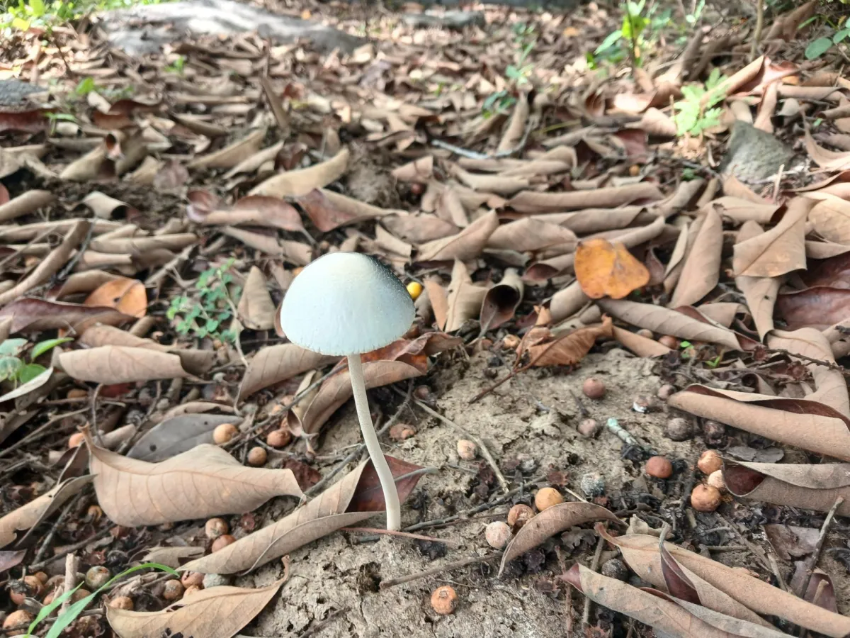 Vendo terreno 47 hectáreas San Miguel, Carriazo, Río Pacora Arriba