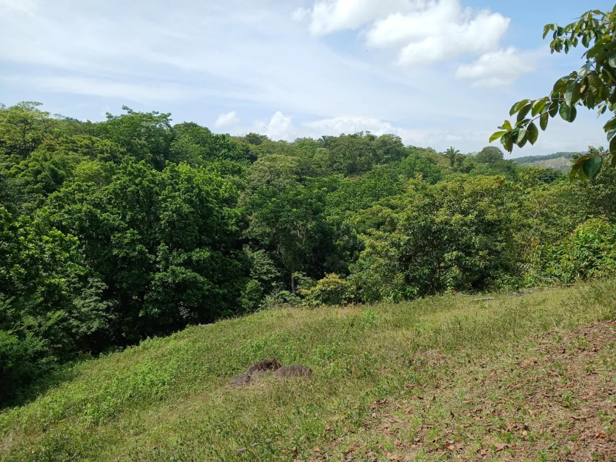Vendo terreno 47 hectáreas San Miguel, Carriazo, Río Pacora Arriba