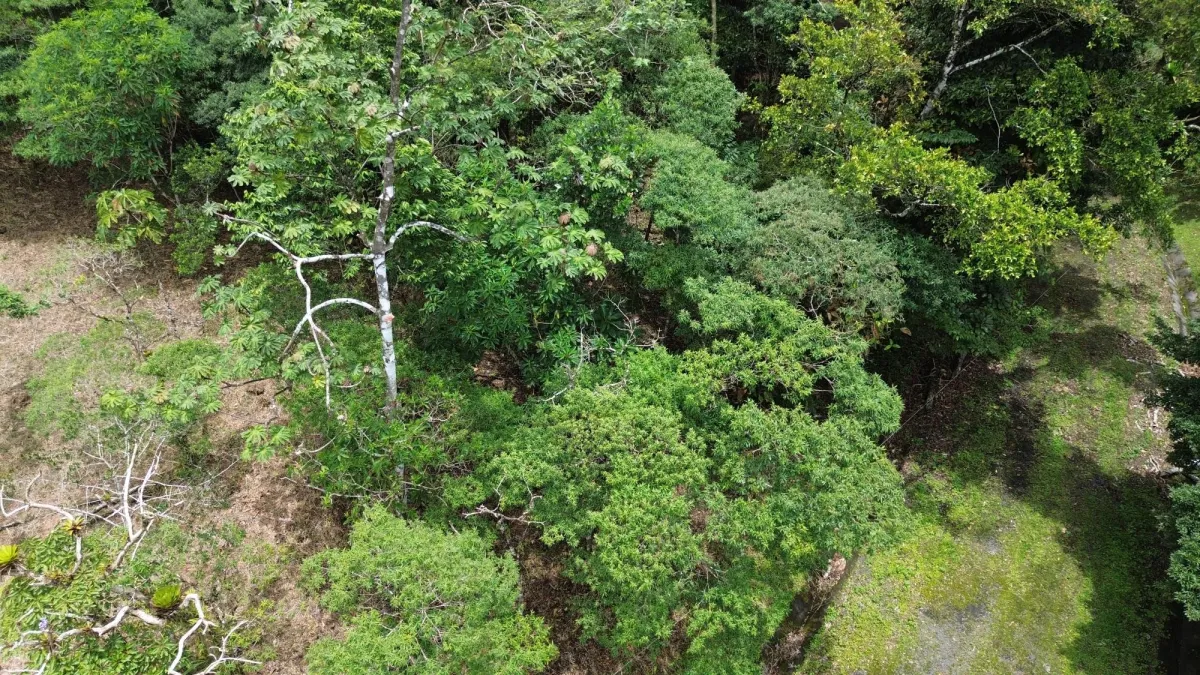 14,755 sq ft Corner lot in Altos del Maria