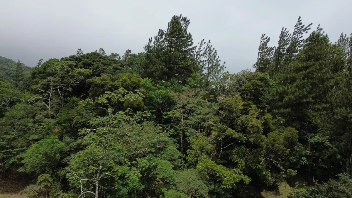 14,755 sq ft Corner lot in Altos del Maria