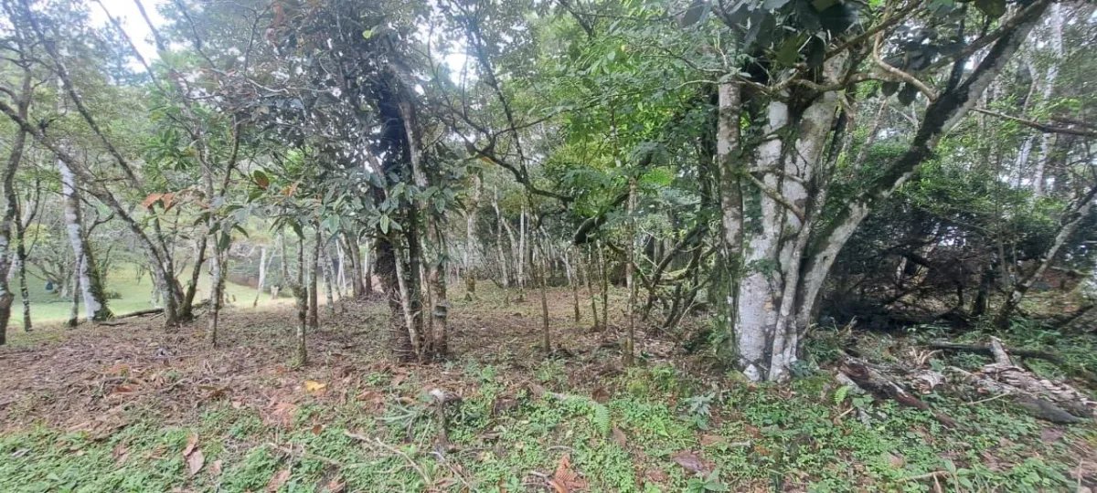 14,755 sq ft Corner lot in Altos del Maria