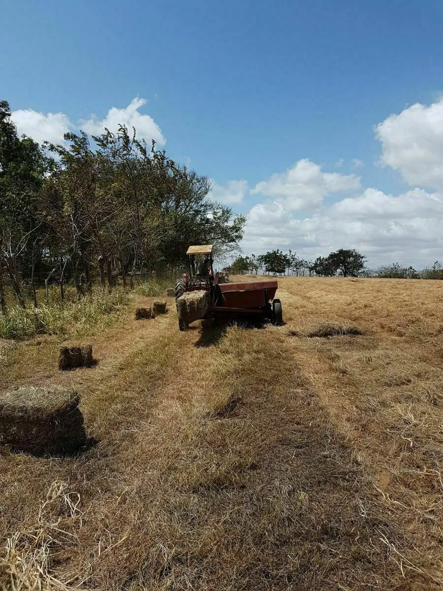 FINCA LECHERA EN EL GUAYABAL