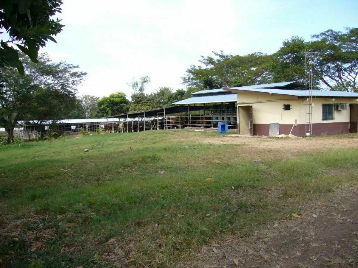 FINCA LECHERA EN EL GUAYABAL