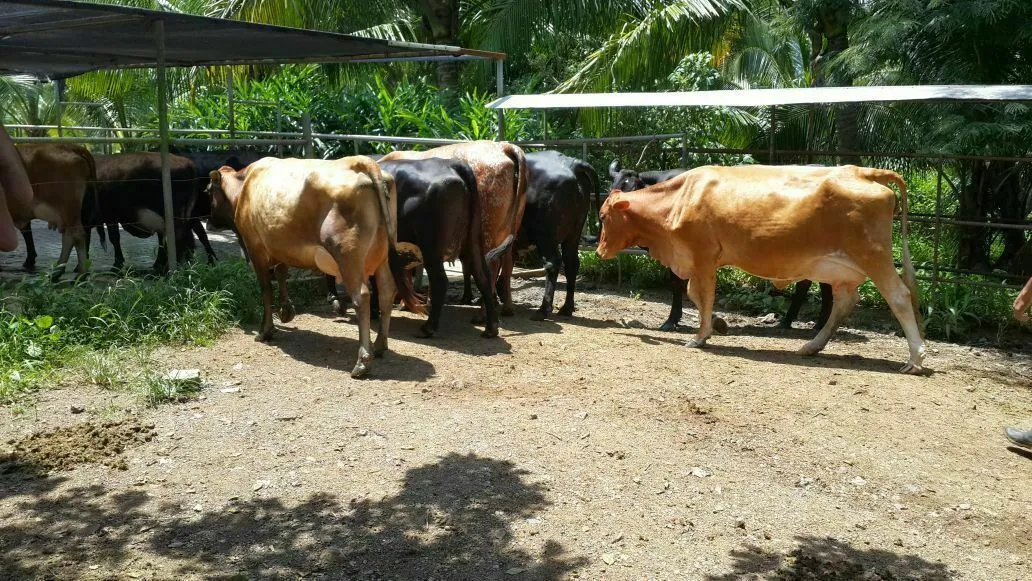 FINCA LECHERA EN EL GUAYABAL