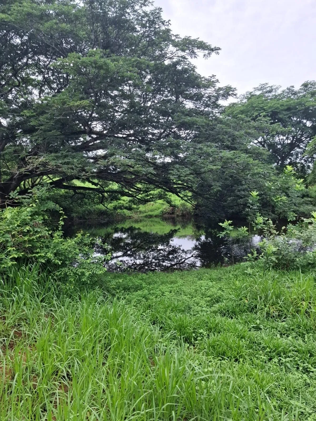 Venta terreno en Portobelillo