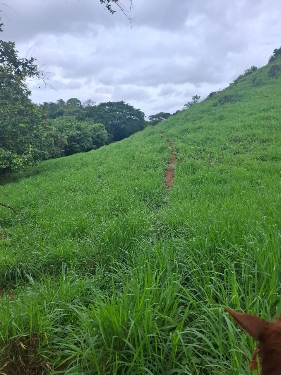 Venta terreno en Portobelillo