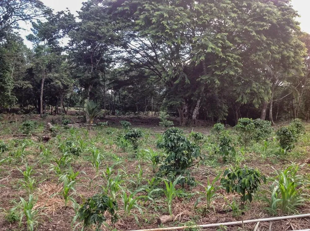 Terreno de 5.649 m² en venta en Vía Toabré, Cocle