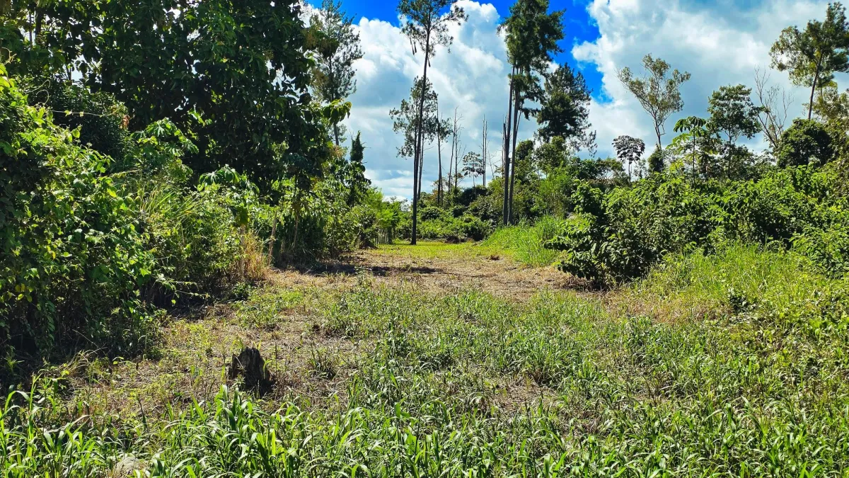 Lote de Terreno en La Estrella, Bugaba – Amplio, Accesible y con Excelente