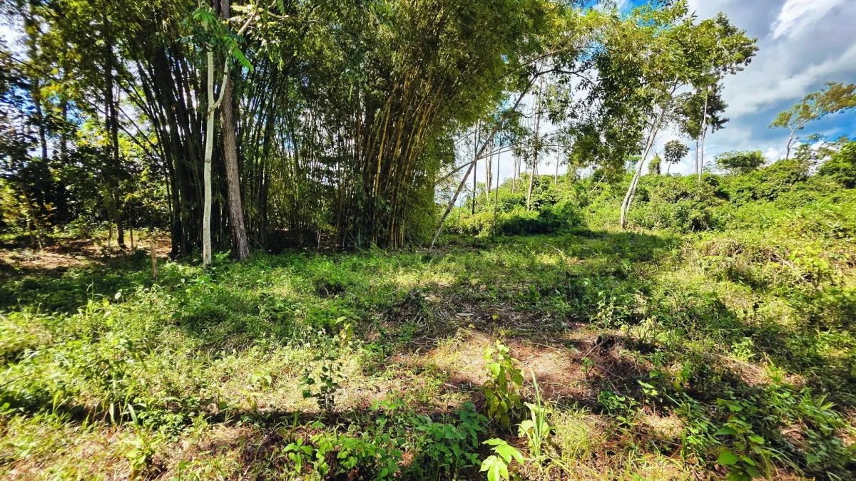 Lote de Terreno en La Estrella, Bugaba – Amplio, Accesible y con Excelente