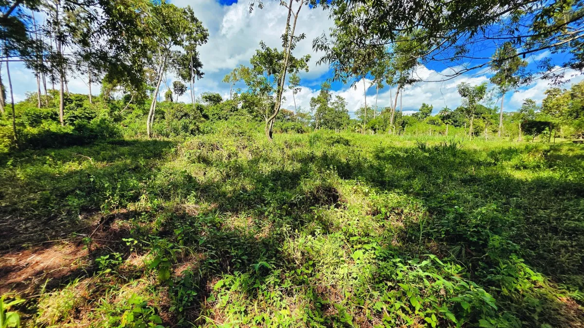 Lote de Terreno en La Estrella, Bugaba – Amplio, Accesible y con Excelente