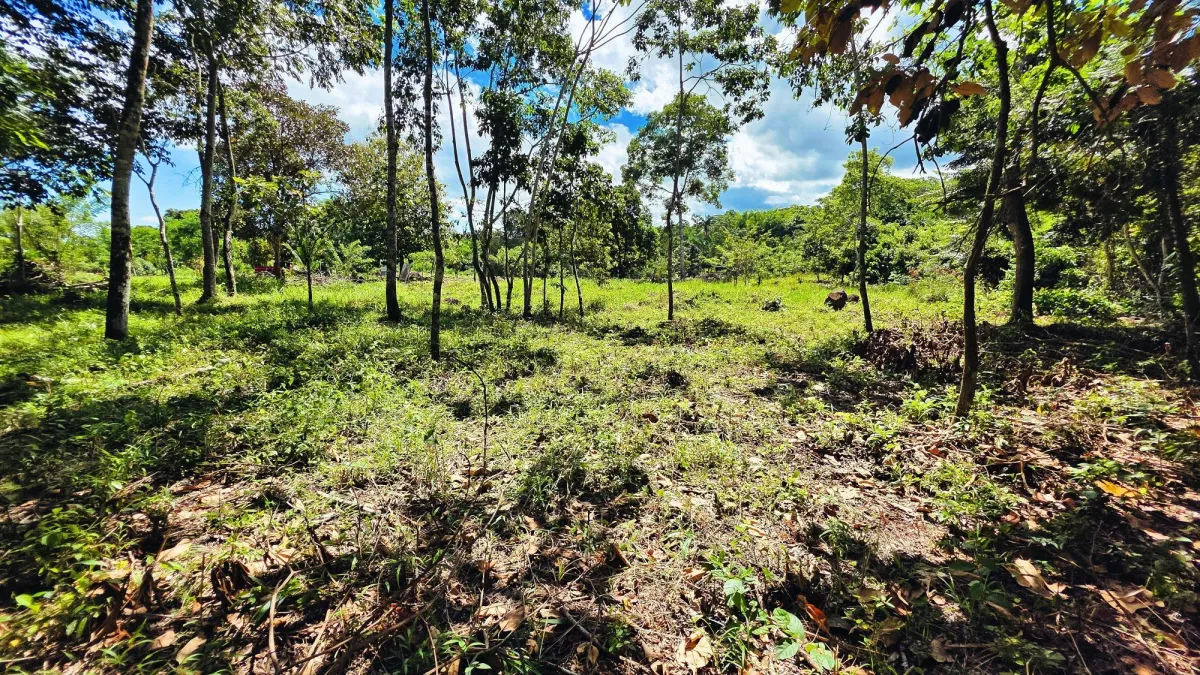 Lote de Terreno en La Estrella, Bugaba – Amplio, Accesible y con Excelente