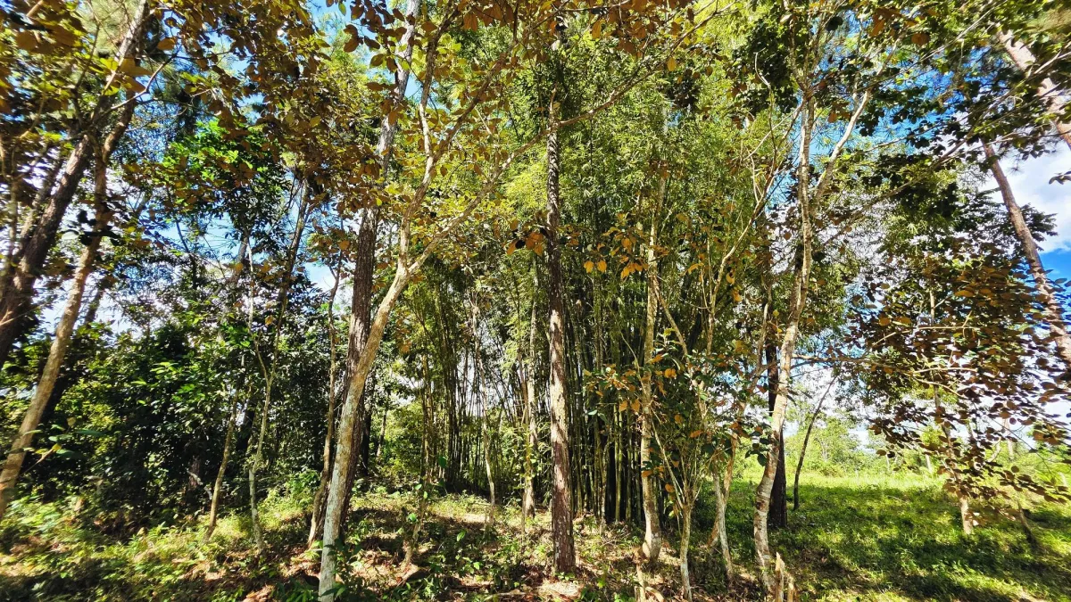 Lote de Terreno en La Estrella, Bugaba – Amplio, Accesible y con Excelente