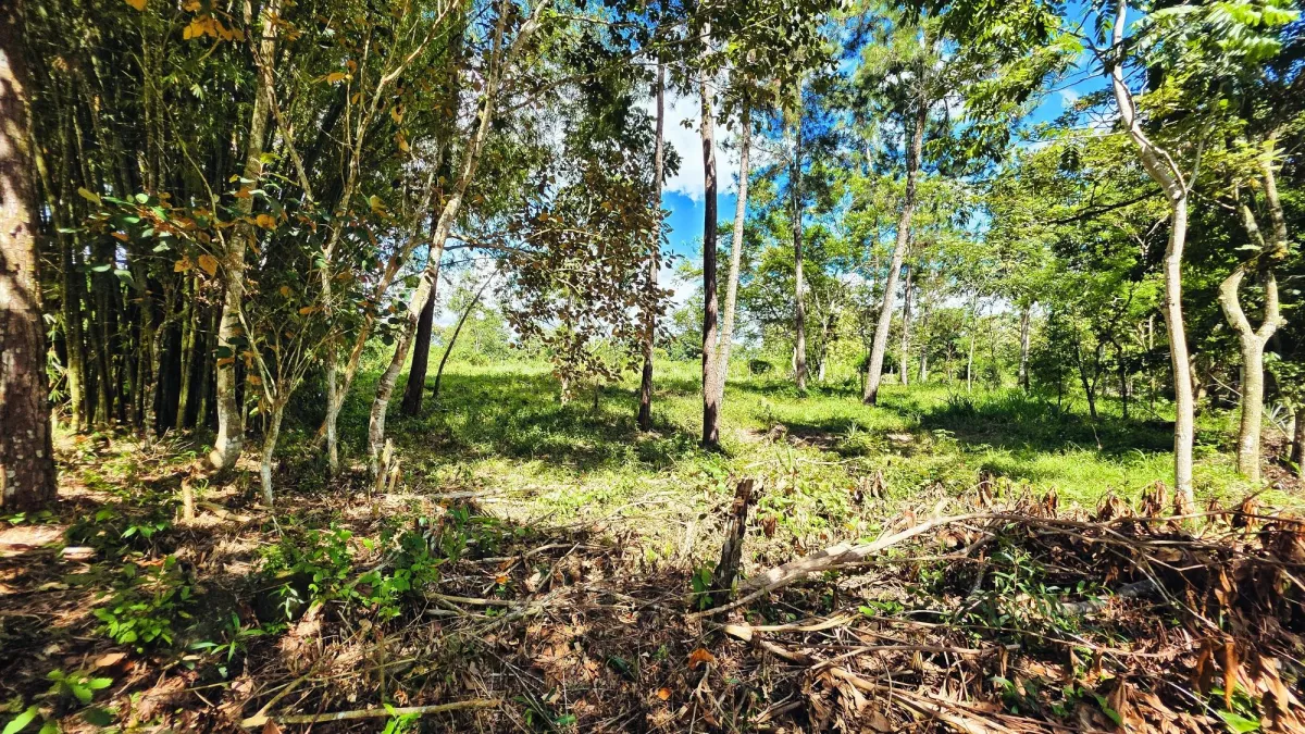 Lote de Terreno en La Estrella, Bugaba – Amplio, Accesible y con Excelente