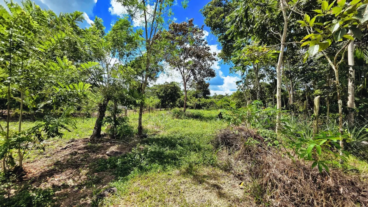 Lote de Terreno en La Estrella, Bugaba – Amplio, Accesible y con Excelente