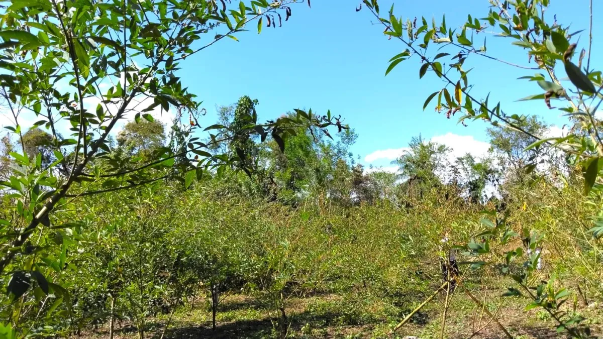 Large plot of land with a small house in Boquerón