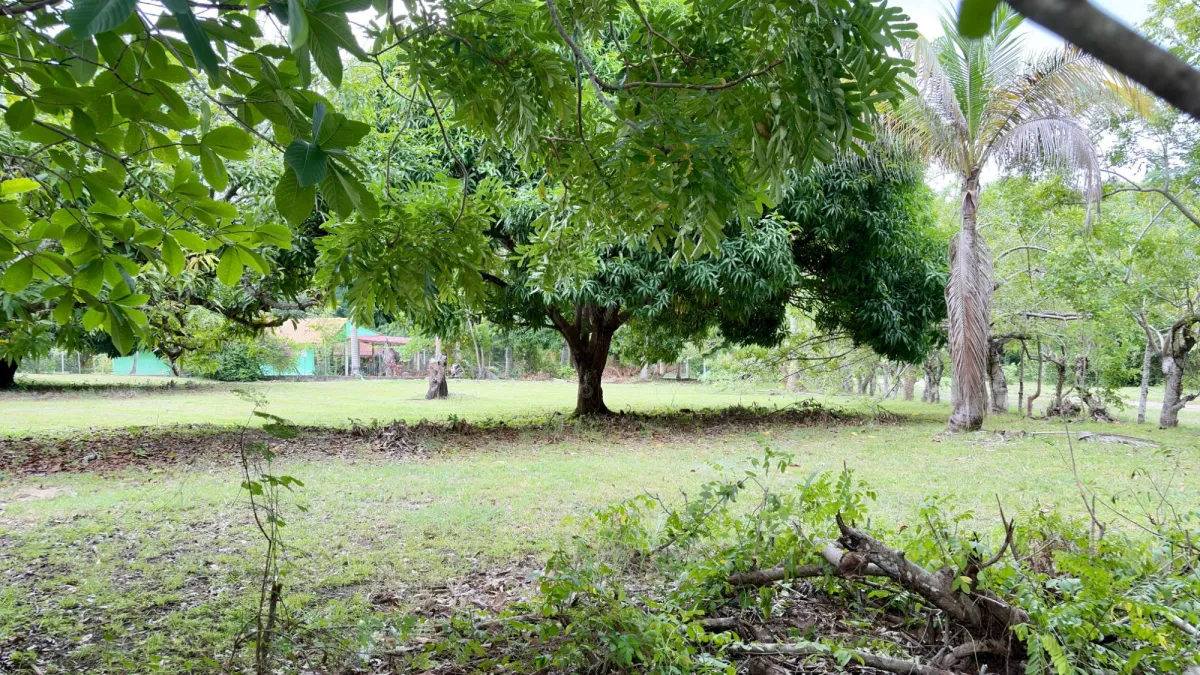 Land for sale in Gorgona
