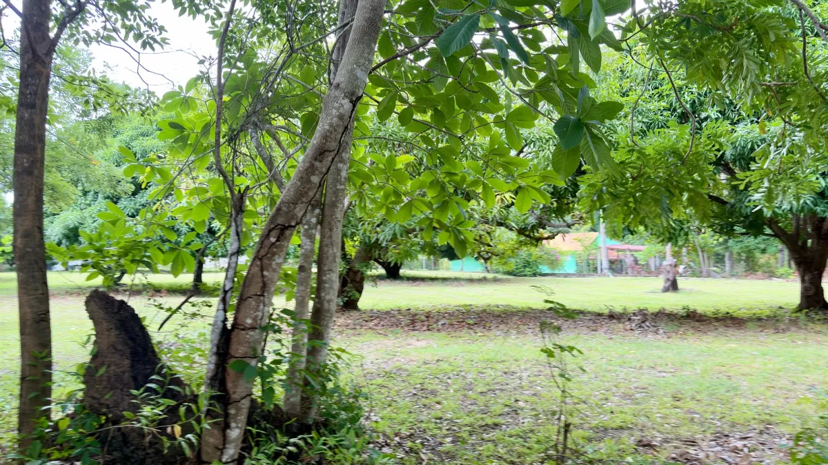 Land for sale in Gorgona