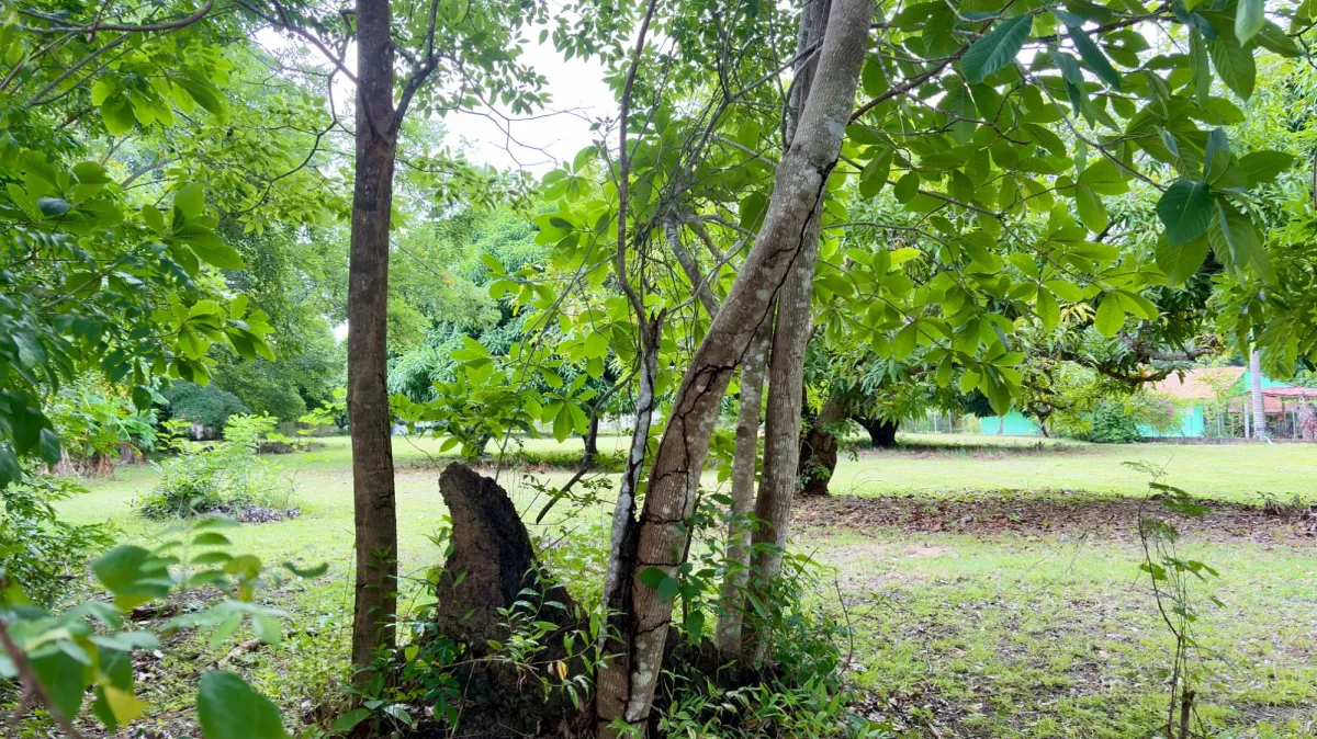 Land for sale in Gorgona