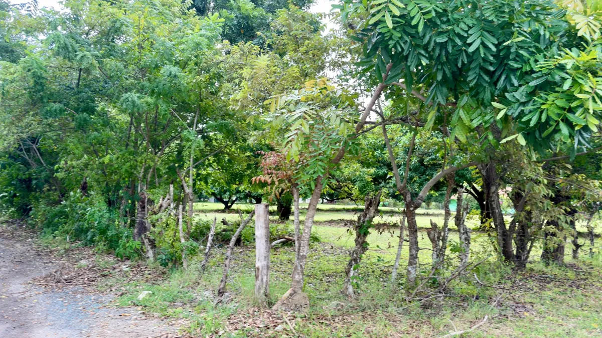 Land for sale in Gorgona