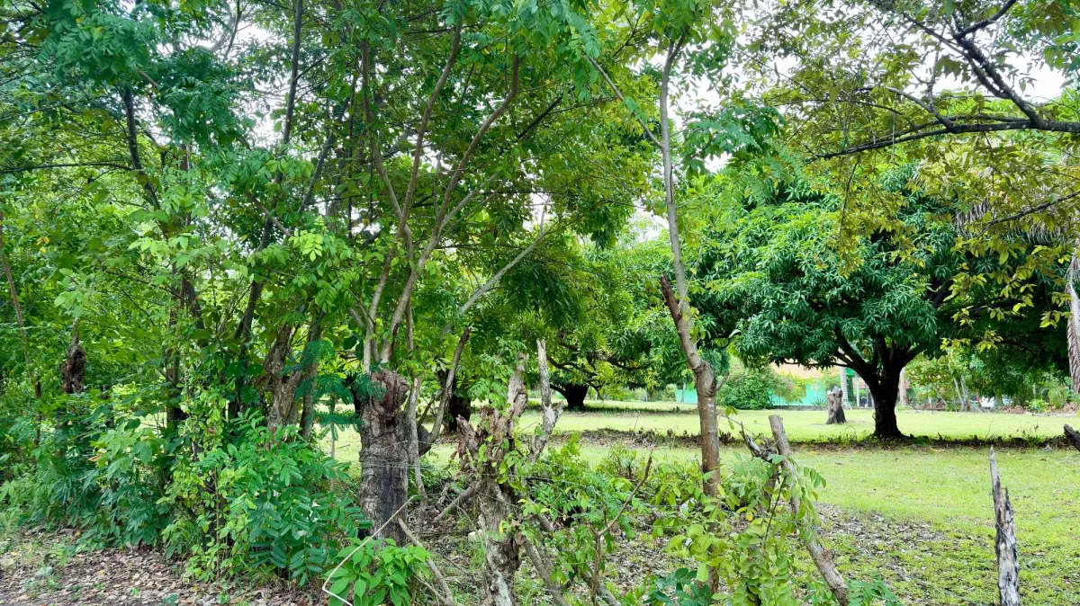 Land for sale in Gorgona