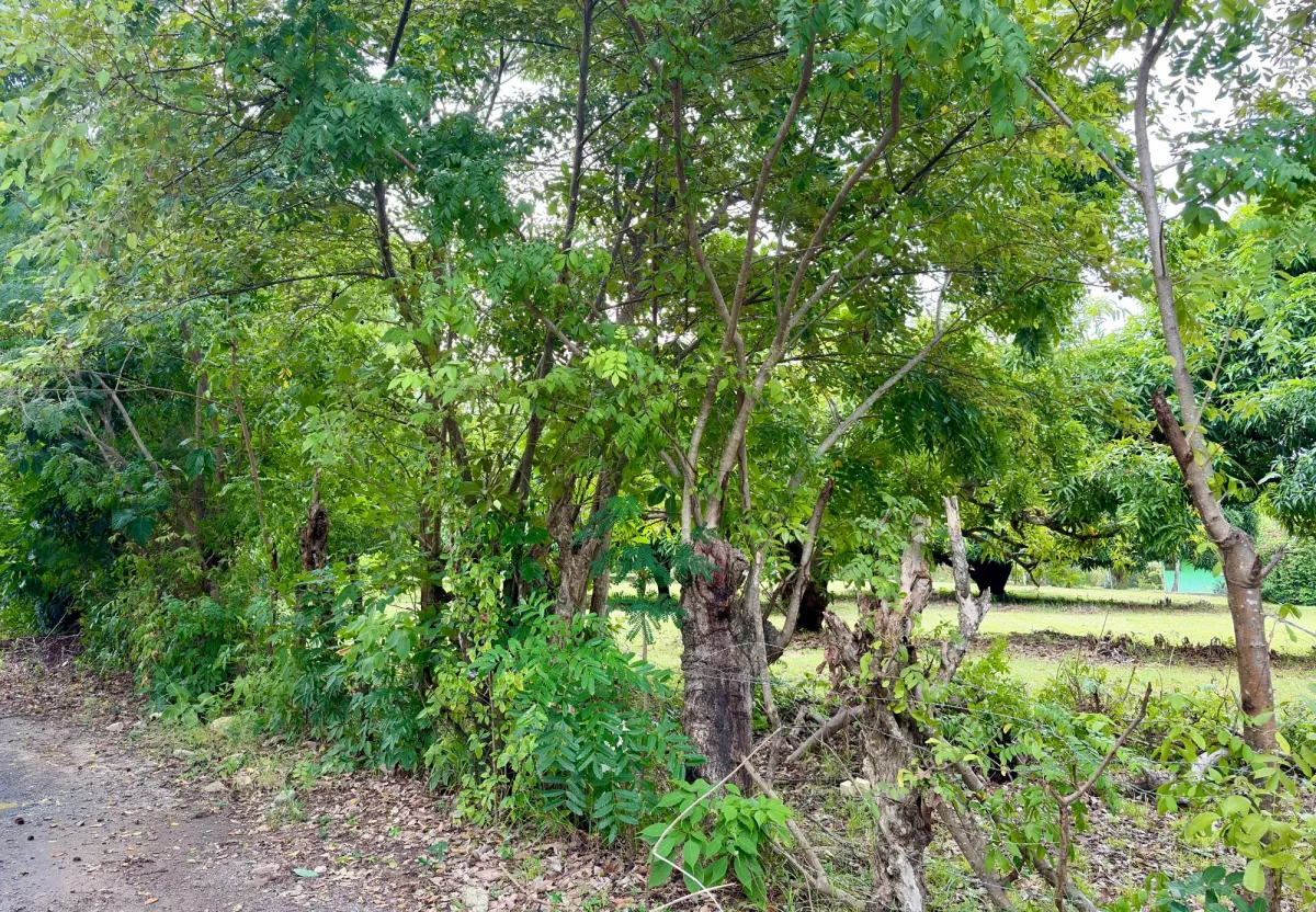 Land for sale in Gorgona
