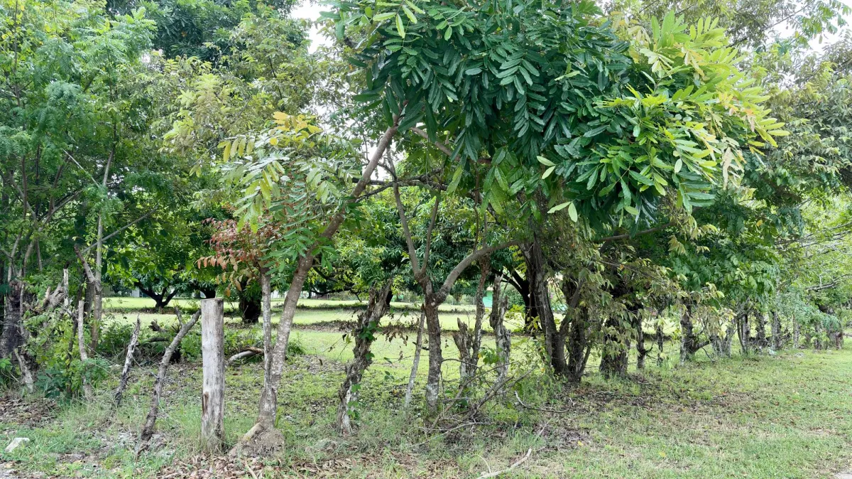 Land for sale in Gorgona