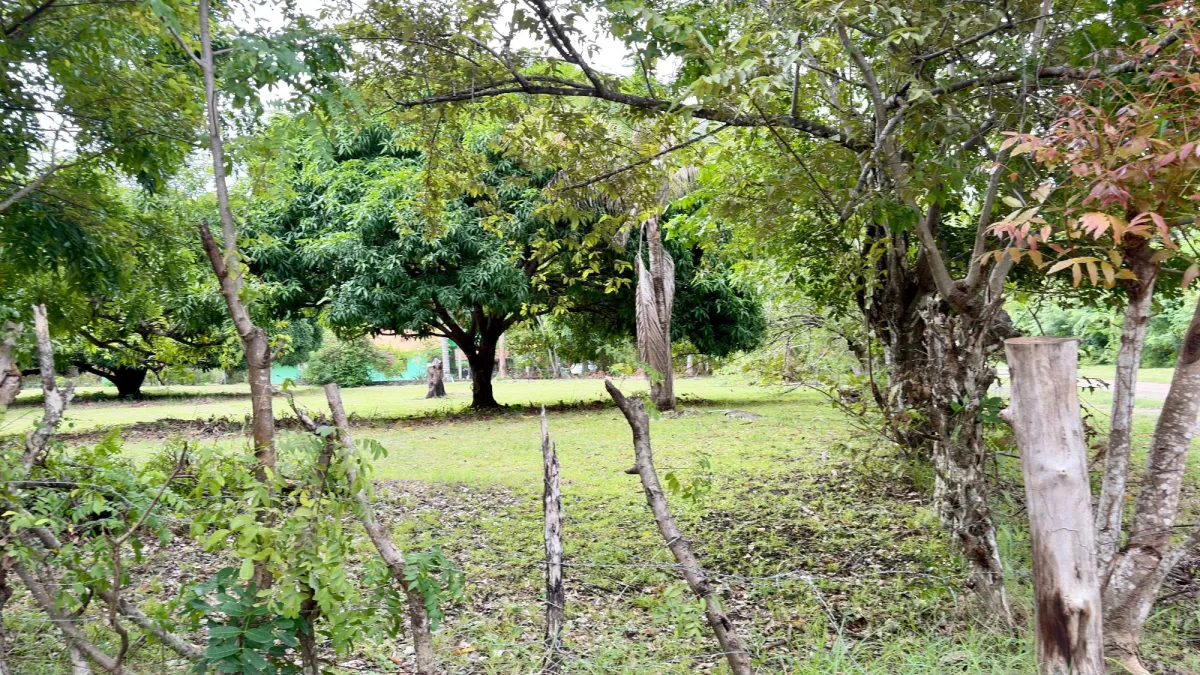 Land for sale in Gorgona