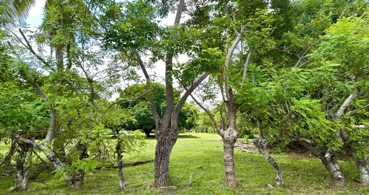 Land for sale in Gorgona