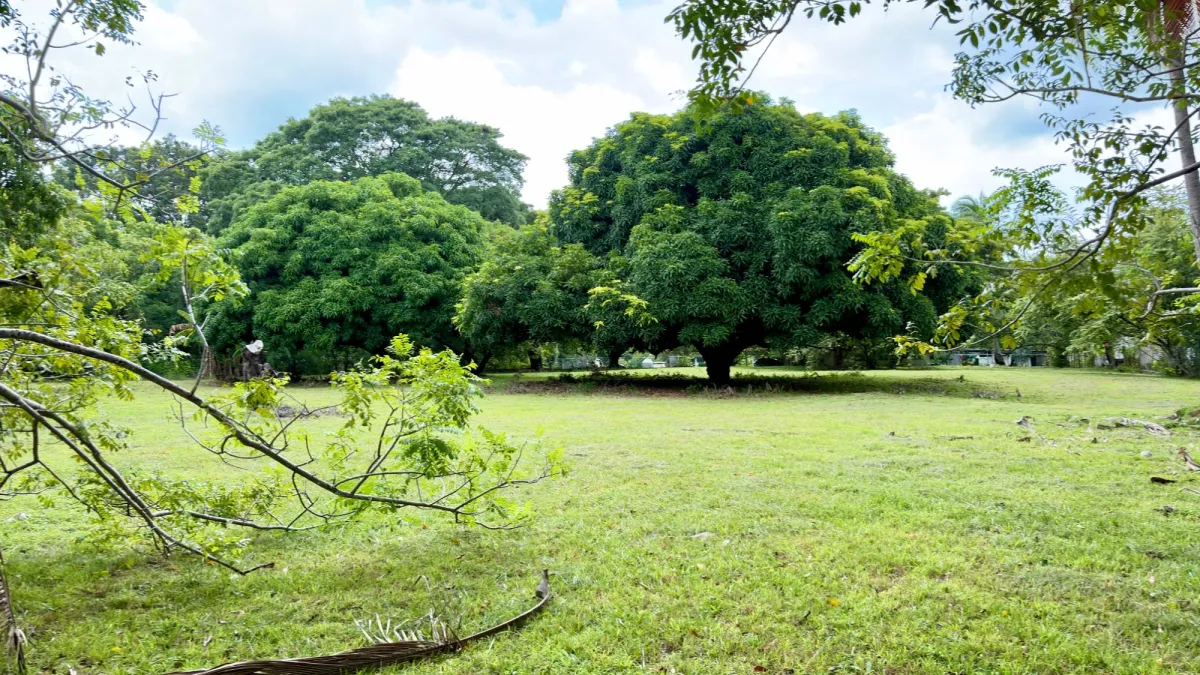 Land for sale in Gorgona
