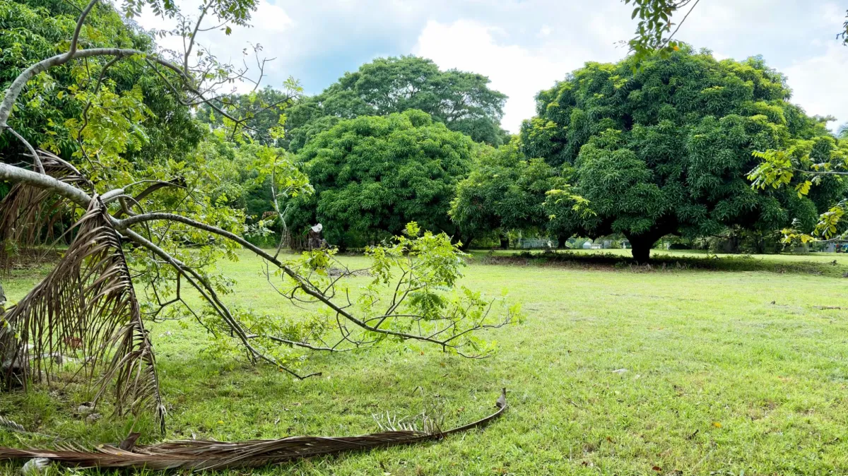 Land for sale in Gorgona